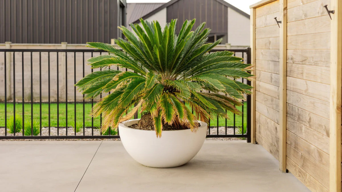 BARCELONA 1000 BOWL PLANTER
