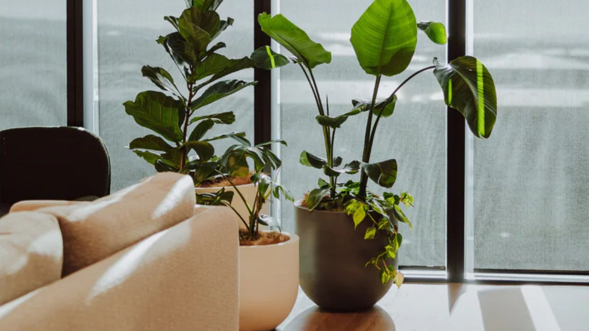 Lisbon 400 Planter